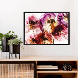 Obraz w ramie Suche kwiaty maku w odcieniach różu i fioletu