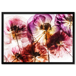 Plakat w ramie Suche kwiaty maku w odcieniach różu i fioletu