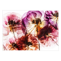 Plakat Suche kwiaty maku w odcieniach różu i fioletu