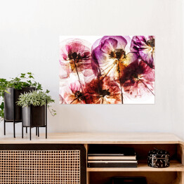 Plakat Suche kwiaty maku w odcieniach różu i fioletu