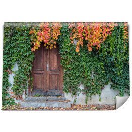 Fototapeta Stare drewniane drzwi porośnięte bluszczem w jesiennych kolorach 