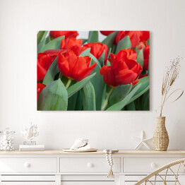 Obraz na płótnie Kolorowe tulipany - kwiaty i liście 