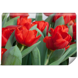 Fototapeta Kolorowe tulipany - kwiaty i liście 