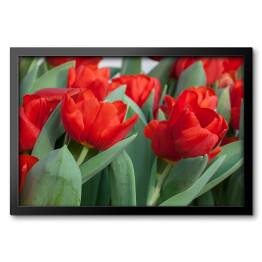 Obraz w ramie Kolorowe tulipany - kwiaty i liście 