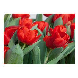 Plakat Kolorowe tulipany - kwiaty i liście 