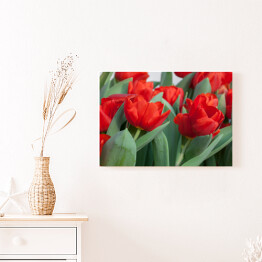 Kolorowe tulipany - kwiaty i liście 