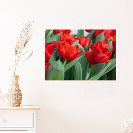 Plakat Kolorowe tulipany - kwiaty i liście 