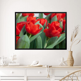 Obraz w ramie Kolorowe tulipany - kwiaty i liście 