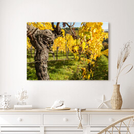 Obraz na płótnie Winorośle jesienią z liśćmi w kolorze żółtym