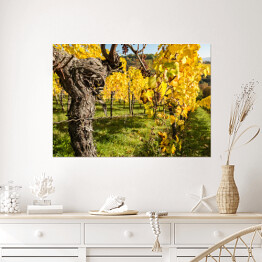 Plakat samoprzylepny Winorośle jesienią z liśćmi w kolorze żółtym