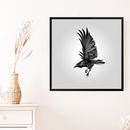 Obraz w ramie Czarna wrona w locie na tle światła