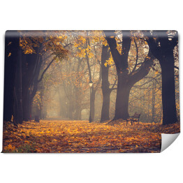 Fototapeta samoprzylepna Jesienna kolorowa drzewna aleja z lampionem i parkową ławką w Krakowie