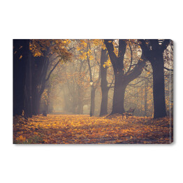 Obraz na płótnie Jesienna kolorowa drzewna aleja z lampionem i parkową ławką w Krakowie