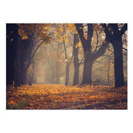 Plakat samoprzylepny Jesienna kolorowa drzewna aleja z lampionem i parkową ławką w Krakowie