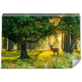 Fototapeta samoprzylepna Jeleń w lesie o świcie