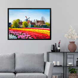 Obraz w ramie Krajobraz z tulipanami i wiatrakiem, Holandia