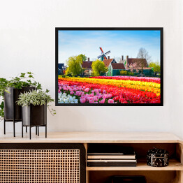 Obraz w ramie Krajobraz z tulipanami i wiatrakiem, Holandia