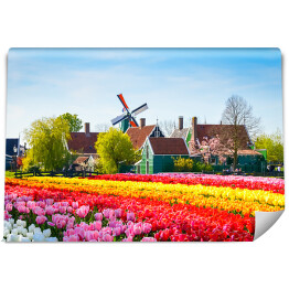Fototapeta winylowa zmywalna Krajobraz z tulipanami i wiatrakiem, Holandia