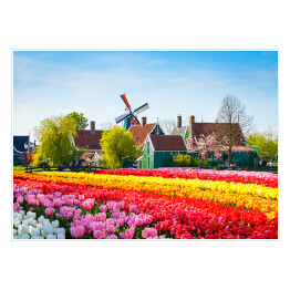Plakat Krajobraz z tulipanami i wiatrakiem, Holandia