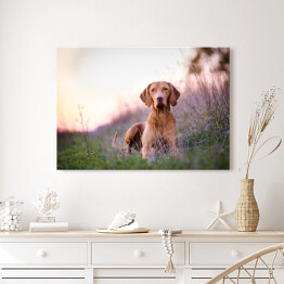 Obraz na płótnie Brązowy pies gończy na łące