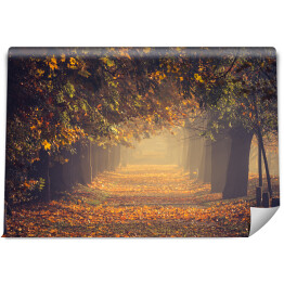 Fototapeta winylowa zmywalna Jesienna, kolorowa drzewna aleja w parku w słoneczny dzień, Krakow, Polska