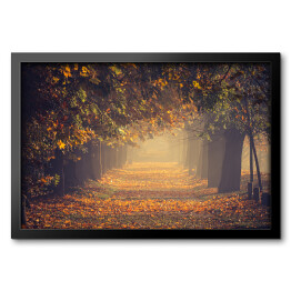 Obraz w ramie Jesienna, kolorowa drzewna aleja w parku w słoneczny dzień, Krakow, Polska