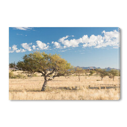 Obraz na płótnie Afrykański krajobraz, Namibia