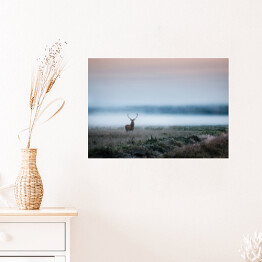 Plakat samoprzylepny Jeleń na bezkresnej polanie we mgle