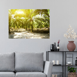 Plakat samoprzylepny Plantacja oleju palmowego oświetlona porannym słońcem
