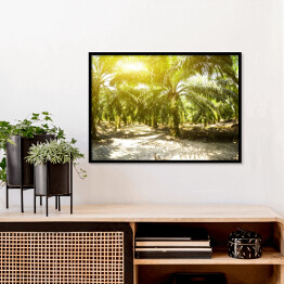 Plakat w ramie Plantacja oleju palmowego oświetlona porannym słońcem
