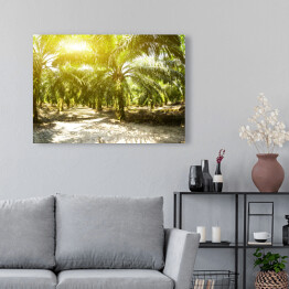 Obraz na płótnie Plantacja oleju palmowego oświetlona porannym słońcem