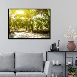 Plakat w ramie Plantacja oleju palmowego oświetlona porannym słońcem
