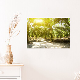 Plantacja oleju palmowego oświetlona porannym słońcem