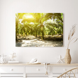 Obraz na płótnie Plantacja oleju palmowego oświetlona porannym słońcem