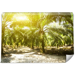 Fototapeta samoprzylepna Plantacja oleju palmowego oświetlona porannym słońcem