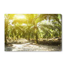 Plantacja oleju palmowego oświetlona porannym słońcem