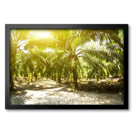 Obraz w ramie Plantacja oleju palmowego oświetlona porannym słońcem