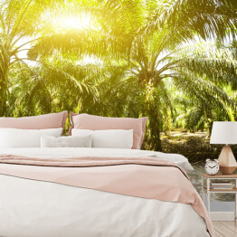 Fototapeta winylowa zmywalna Plantacja oleju palmowego oświetlona porannym słońcem