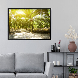 Obraz w ramie Plantacja oleju palmowego oświetlona porannym słońcem