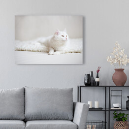 Obraz na płótnie Biały puszysty kot na białym kocu