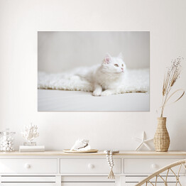 Plakat Biały puszysty kot na białym kocu