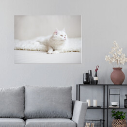 Plakat samoprzylepny Biały puszysty kot na białym kocu