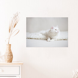 Plakat Biały puszysty kot na białym kocu