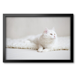 Obraz w ramie Biały puszysty kot na białym kocu