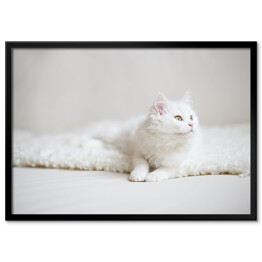 Plakat w ramie Biały puszysty kot na białym kocu
