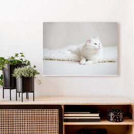 Obraz na płótnie Biały puszysty kot na białym kocu