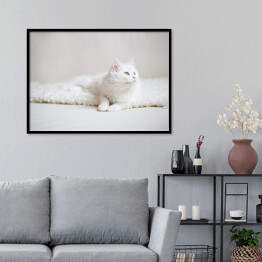 Plakat w ramie Biały puszysty kot na białym kocu