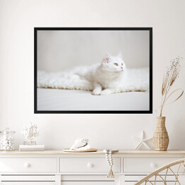 Obraz w ramie Biały puszysty kot na białym kocu