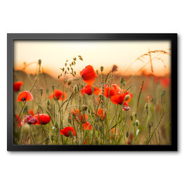 Obraz w ramie Pole pszenicy z czerwonymi kwiatami