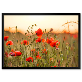 Plakat w ramie Pole pszenicy z czerwonymi kwiatami